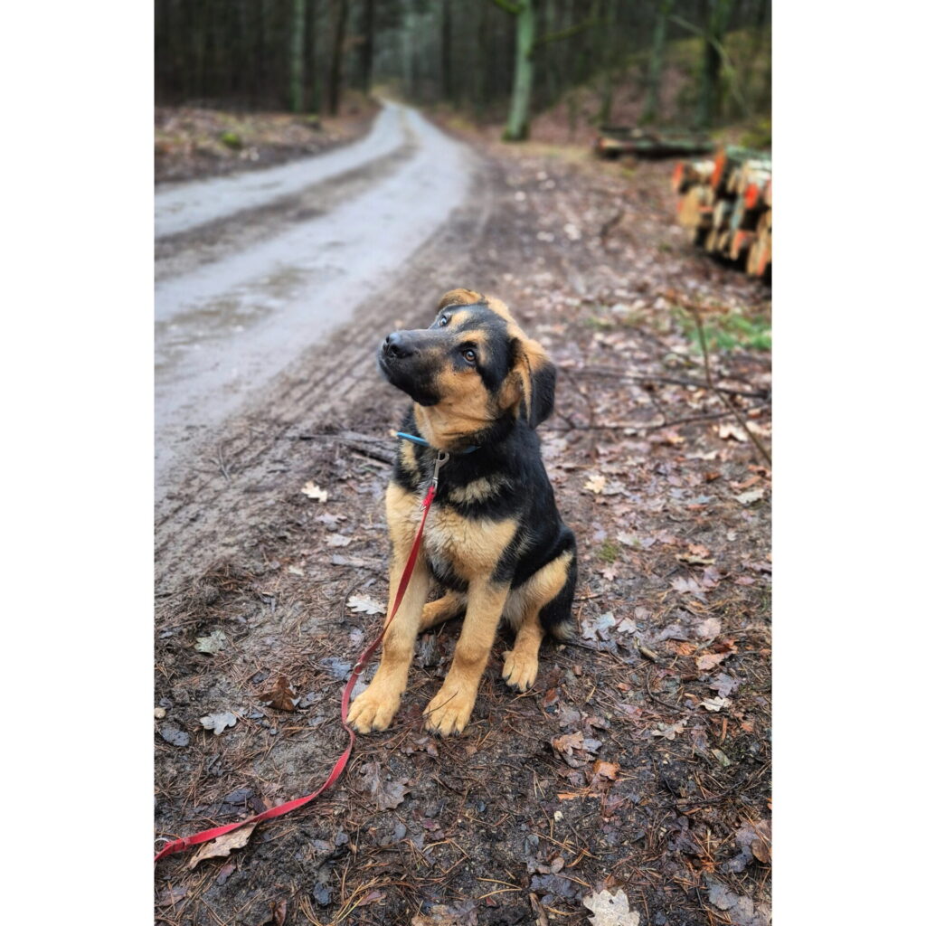 aktualność: Ciapek szuka domu. Aktualizacja: psiak ma dom, zamieszkał w Krakowie