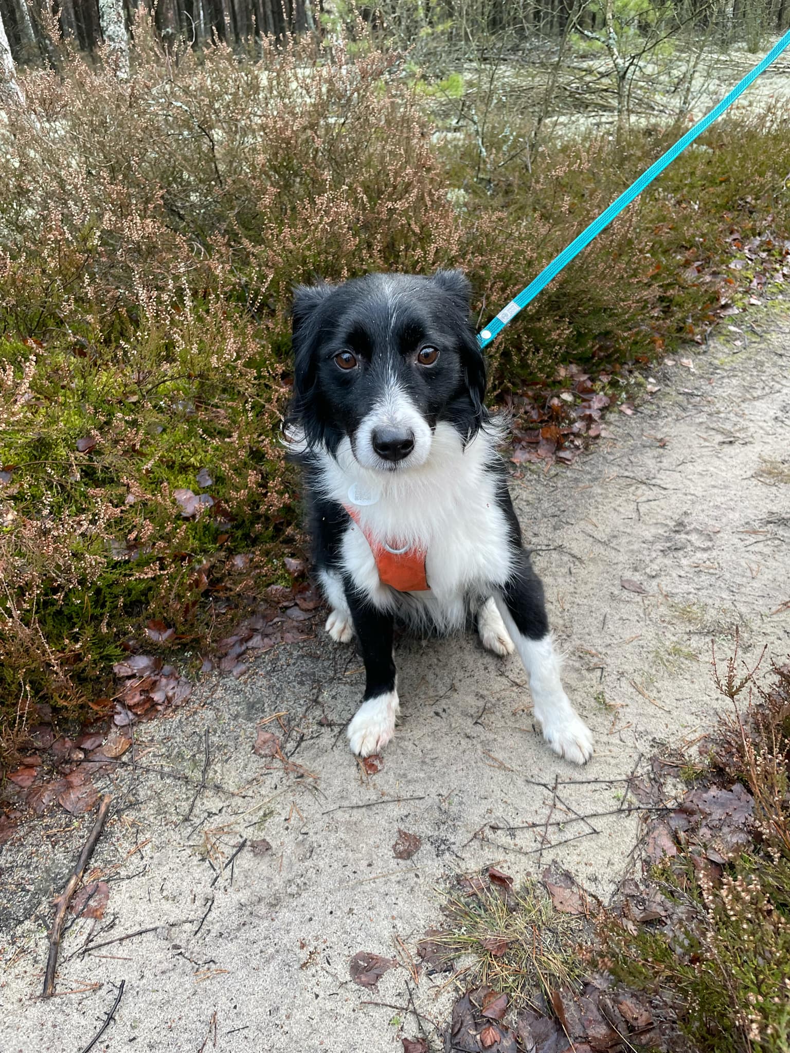 aktualność: Duffi szuka domu. Aktualizacja: psiak zamieszkał w Warszawie