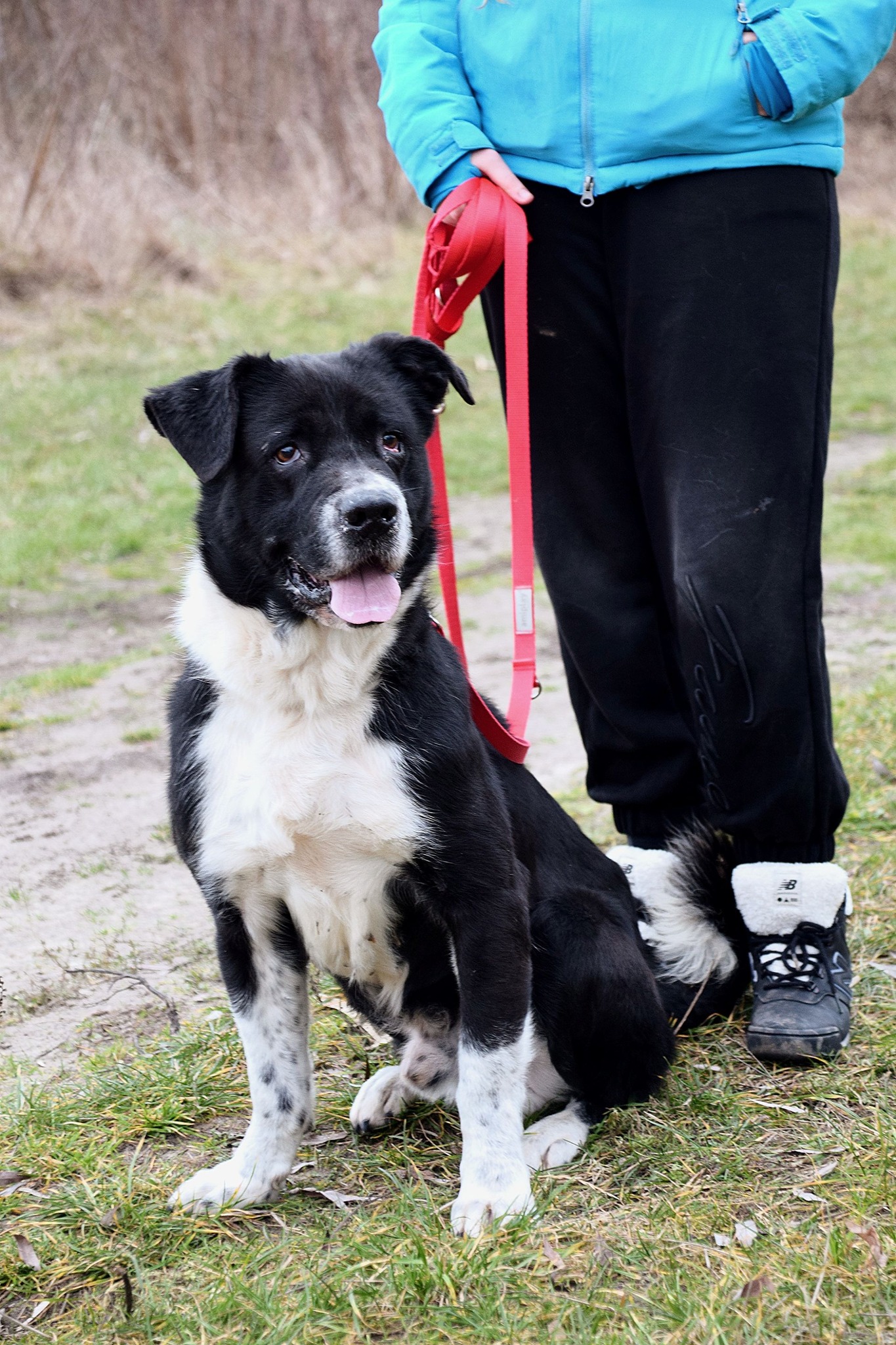 aktualność: Dylan – wielkie serce w dużym ciele! Szuka kochającego domu