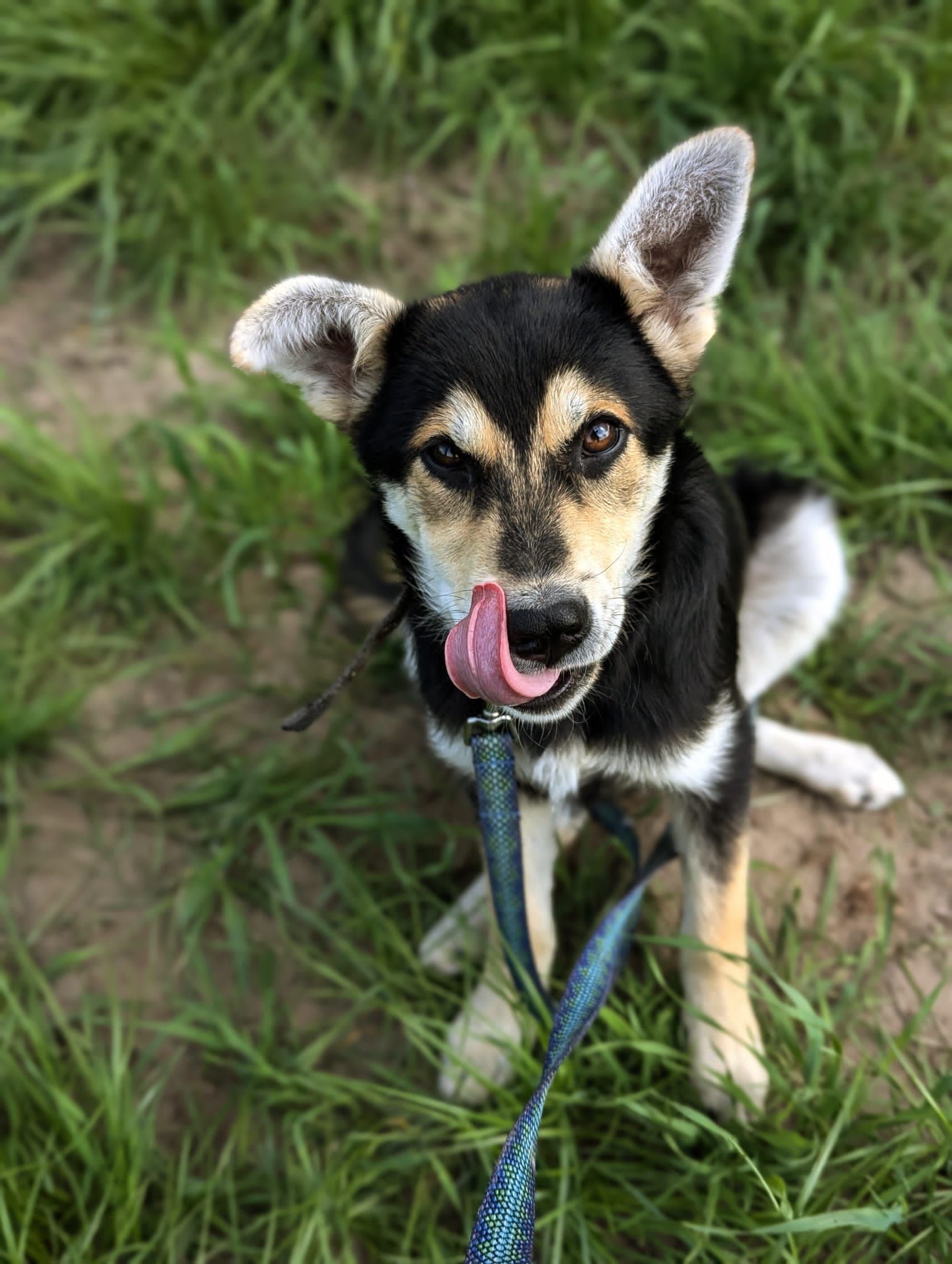 aktualność: Holy ma dom