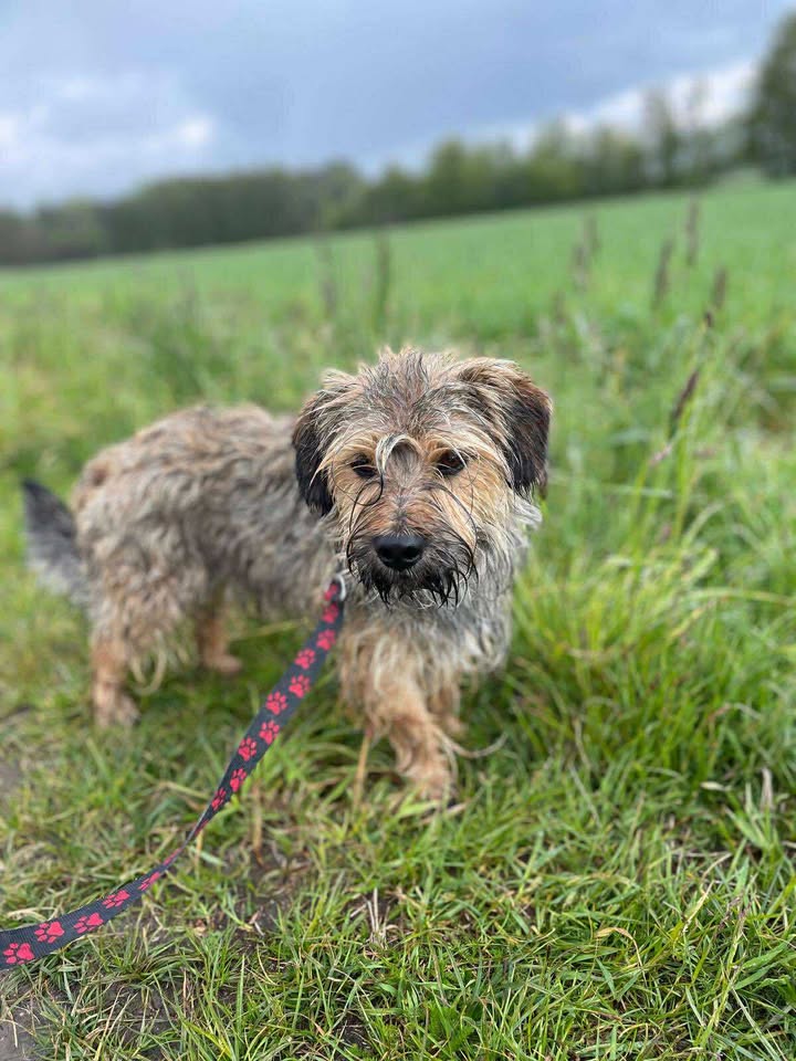 aktualność: Harley ma dom, zamieszkał w Siemianowicach Śląskich