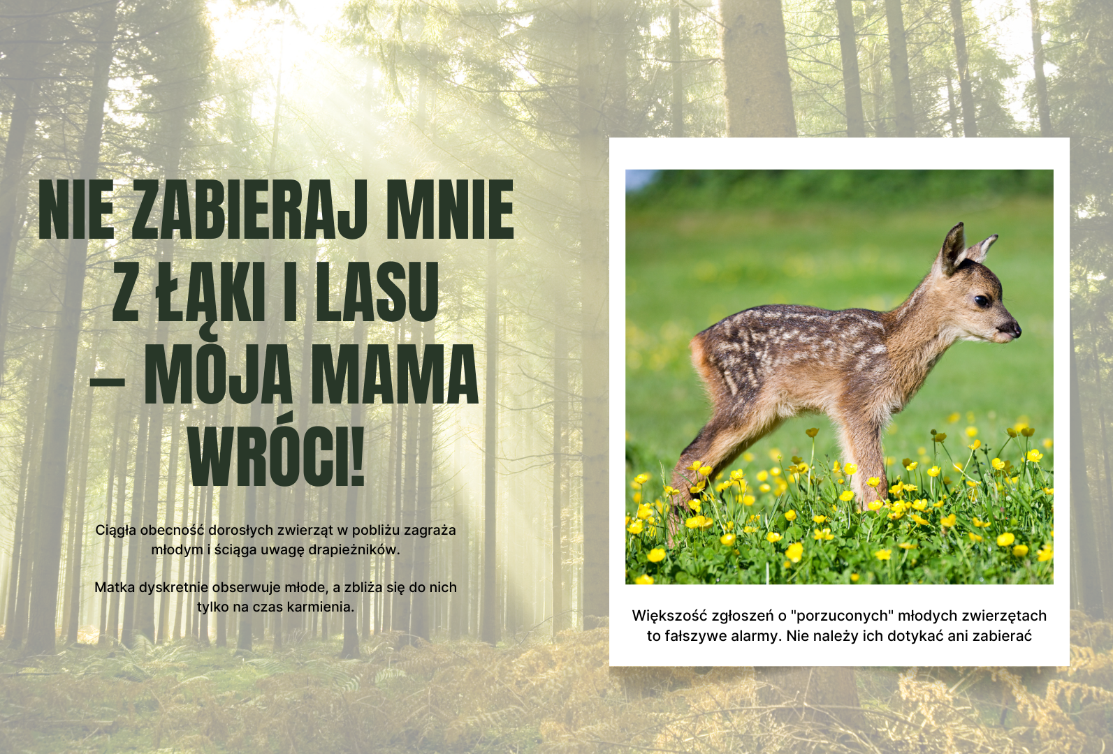 aktualność: Nie zabieraj mnie z łąki — moja mama wróci