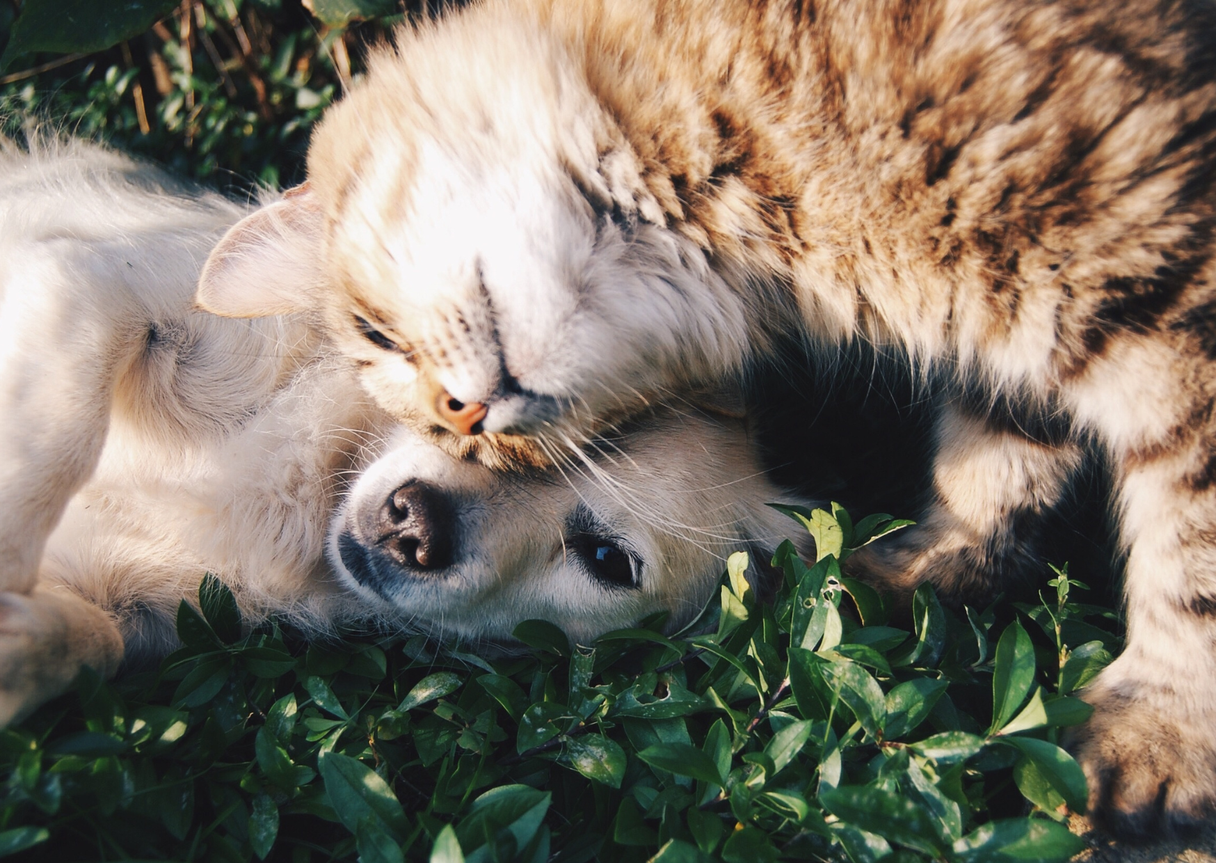 aktualność: Program opieki nad zwierzętami bezdomnymi oraz zapobiegania bezdomności zwierząt na terenie Miasta Ostrołęki w 2025 roku