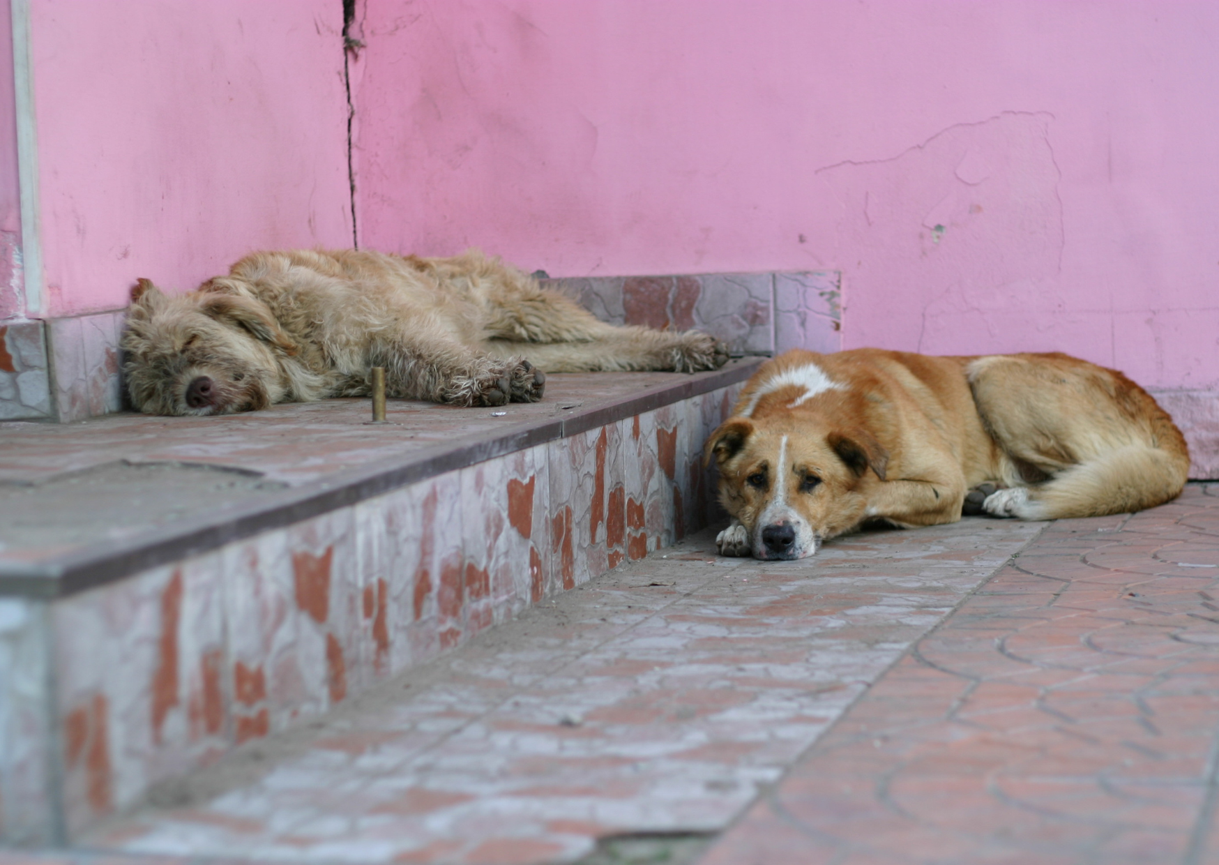 aktualność: Co zrobić, gdy napotkasz bezdomne zwierzę na terenie Miasta Ostrołęki