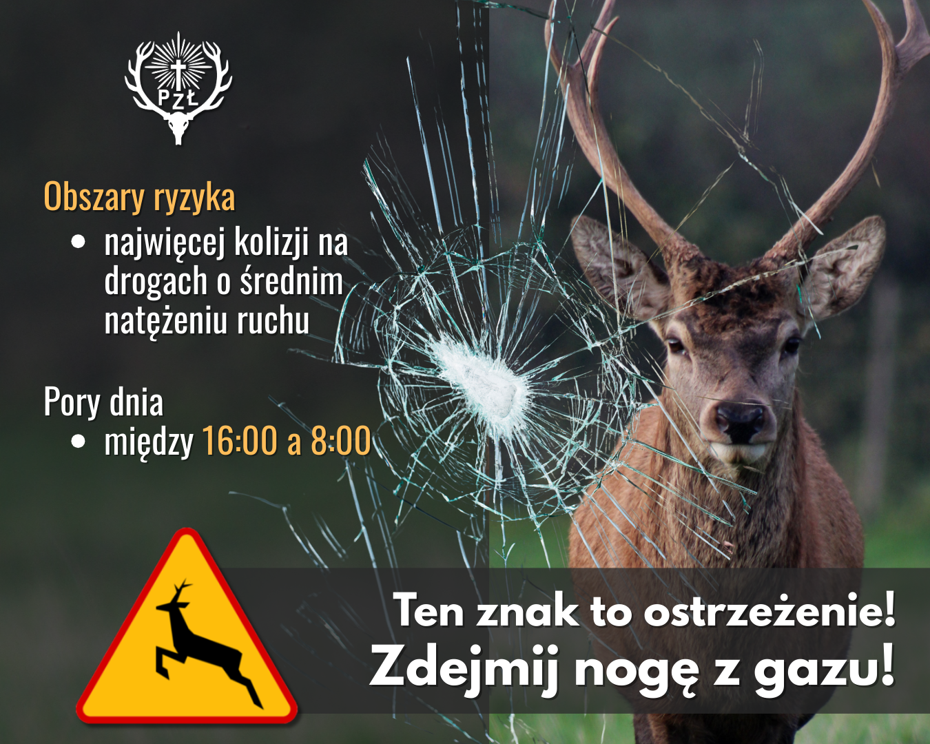 aktualność: ZŁOTA, ALE NIEBEZPIECZNA JESIEŃ: UWAŻAJ NA 