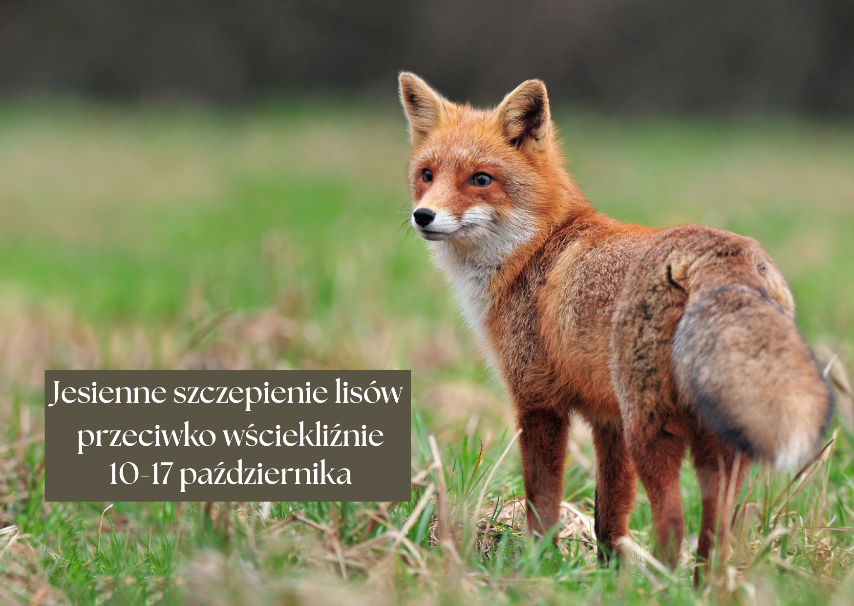 aktualność: Jesienne szczepienie lisów przeciwko wściekliźnie