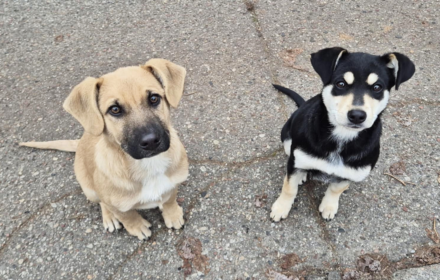 aktualność: Pilne! Szczeniaki poszukują domu. Uchrońmy je przed schroniskiem