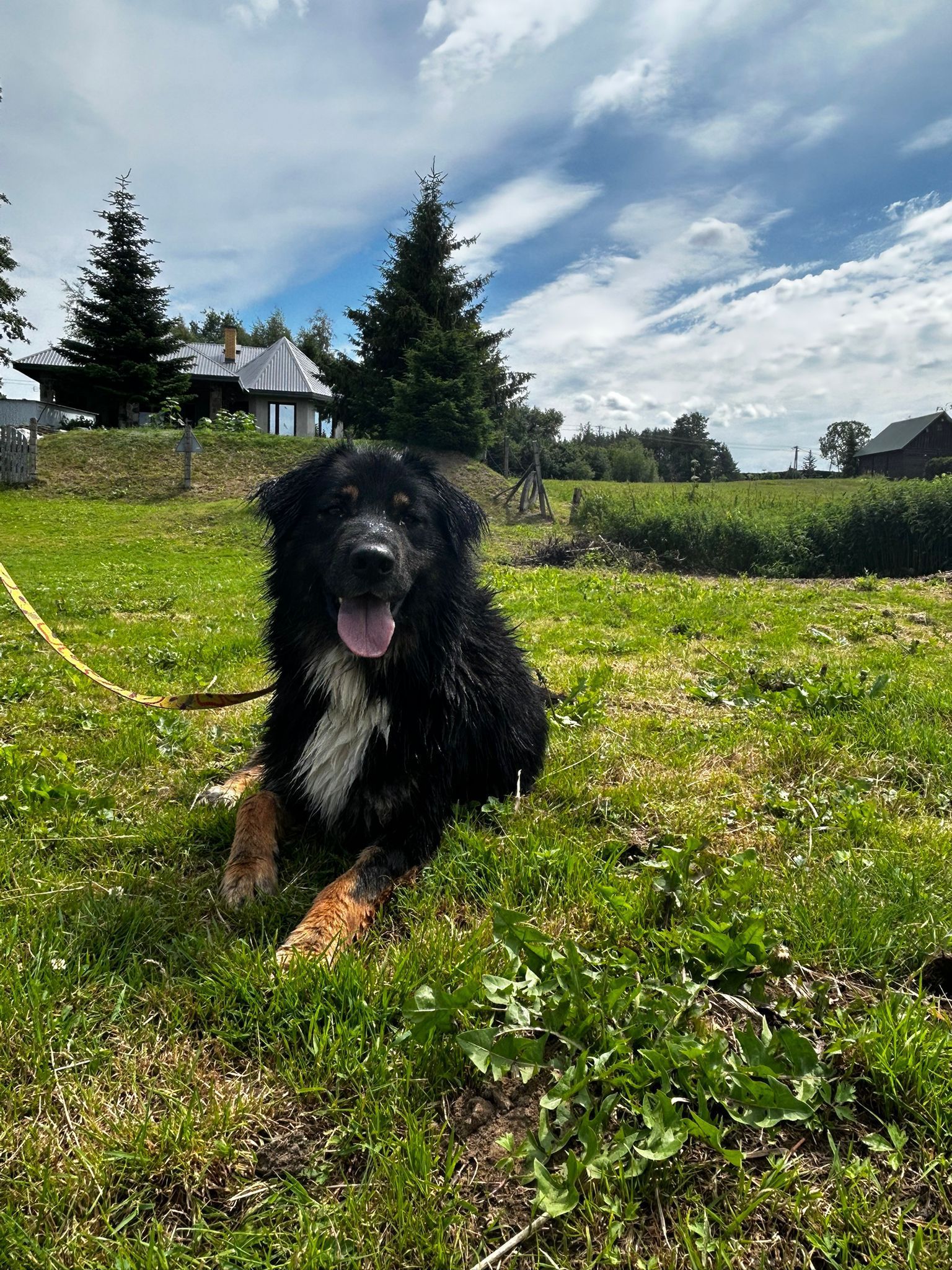aktualność: Dekster poleca się do adopcji. Aktualizacja: znalazł dom