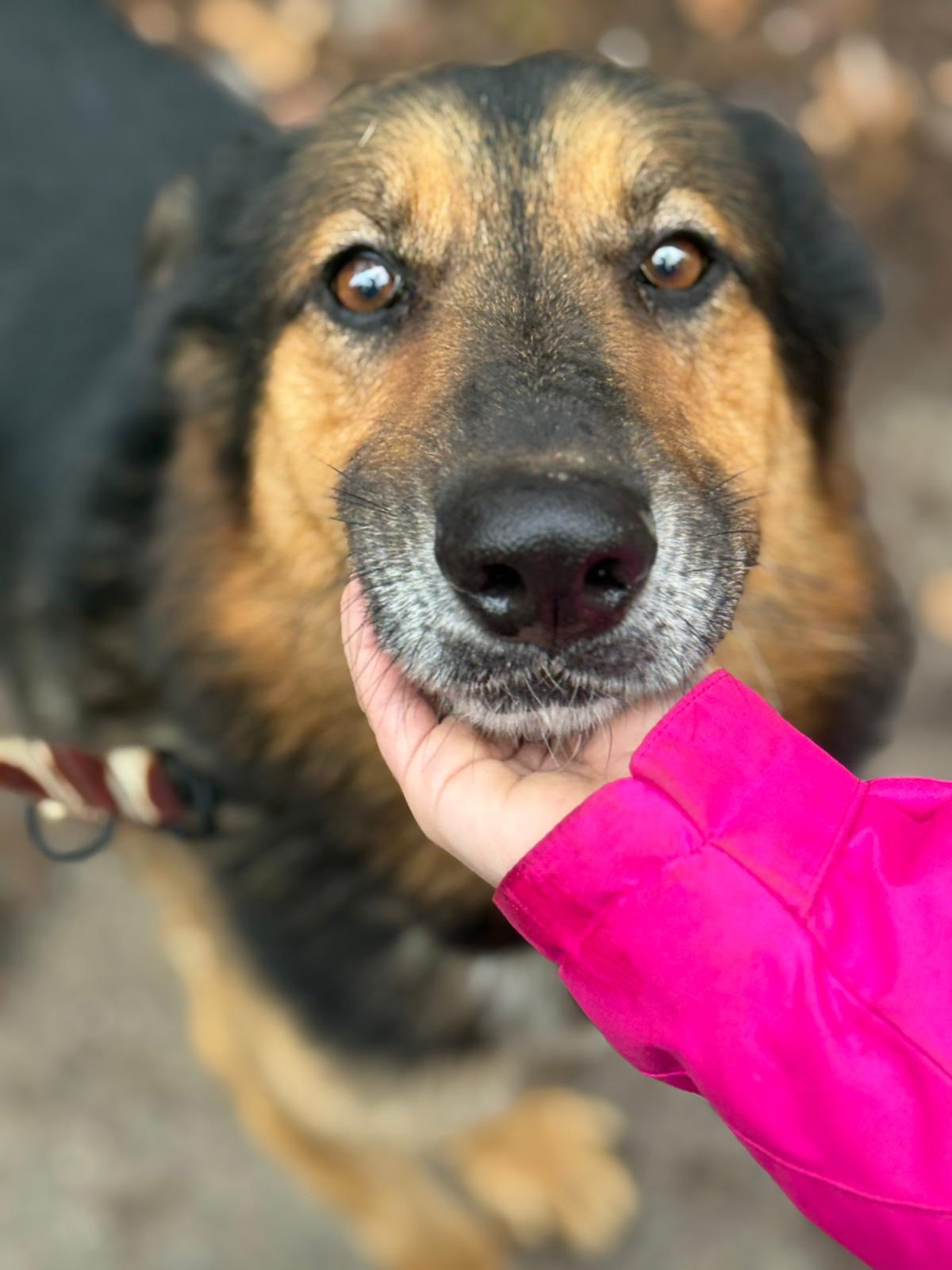 aktualność: Hipek szuka domu