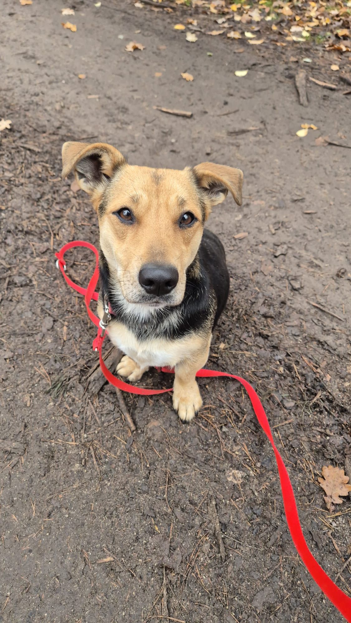 aktualność: Aktualizacja: Kredka znalazła dom. Zamieszkała w Wołominie