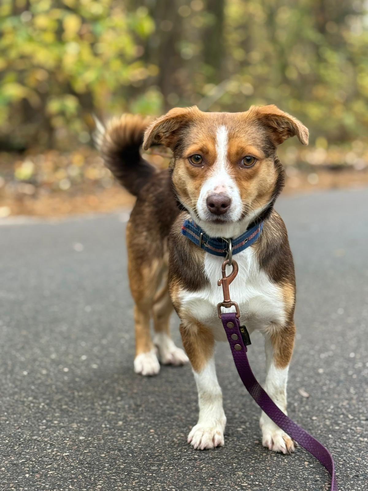 aktualność: Aktualizacja: Łatka zamieszkała w Łysych