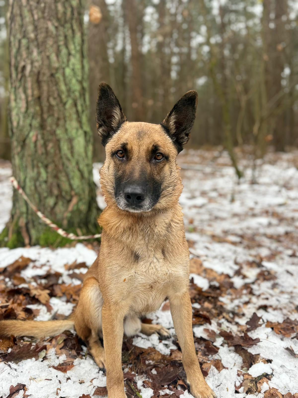 aktualność: Łazik poszukuje domu