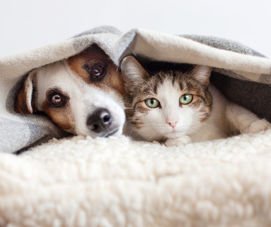 aktualność: Dofinansowanie na kastracje, sterylizacje i czipowanie zwierząt w 2026 r.