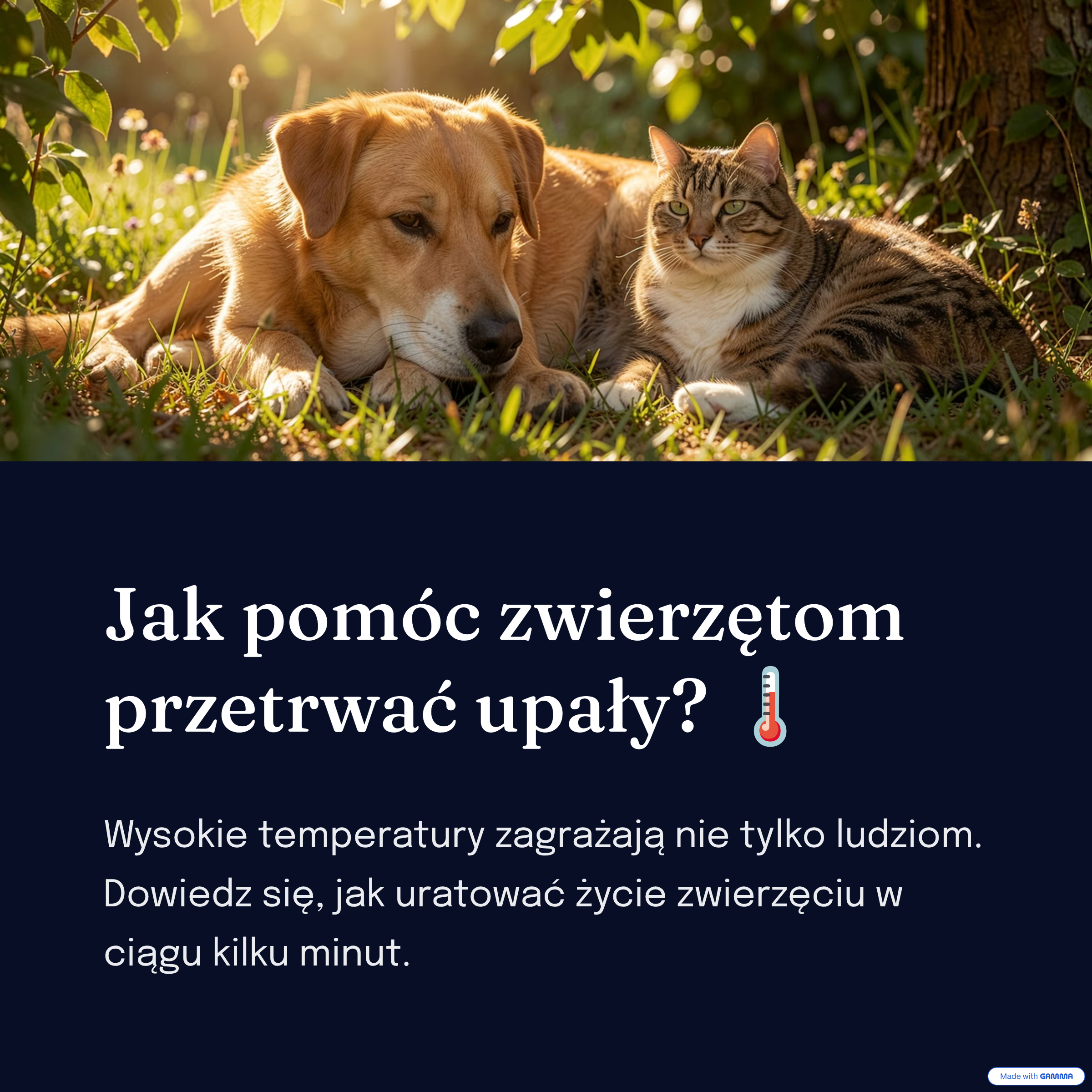 aktualność: Jak pomóc zwierzętom przetrwać upały?